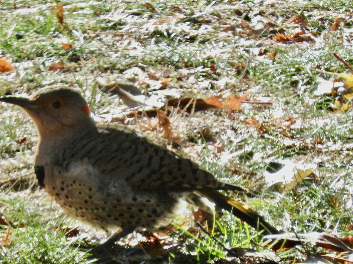 Northern Flicker - ML644765162