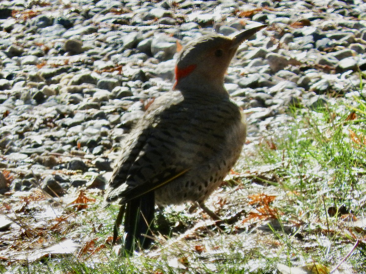 Northern Flicker - ML644765163