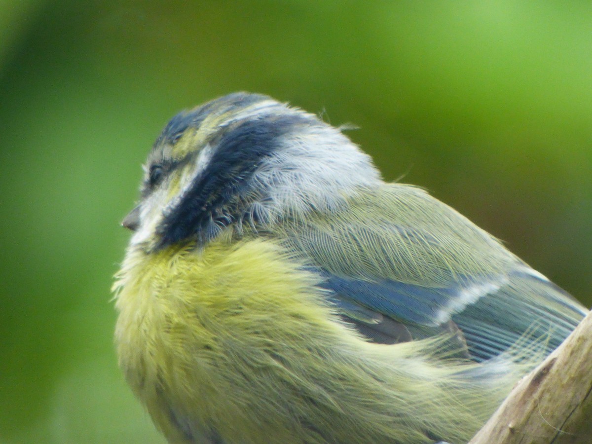 sýkora modřinka - ML644765176