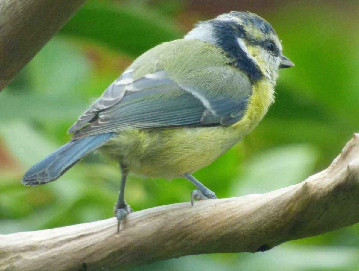 sýkora modřinka - ML644765178