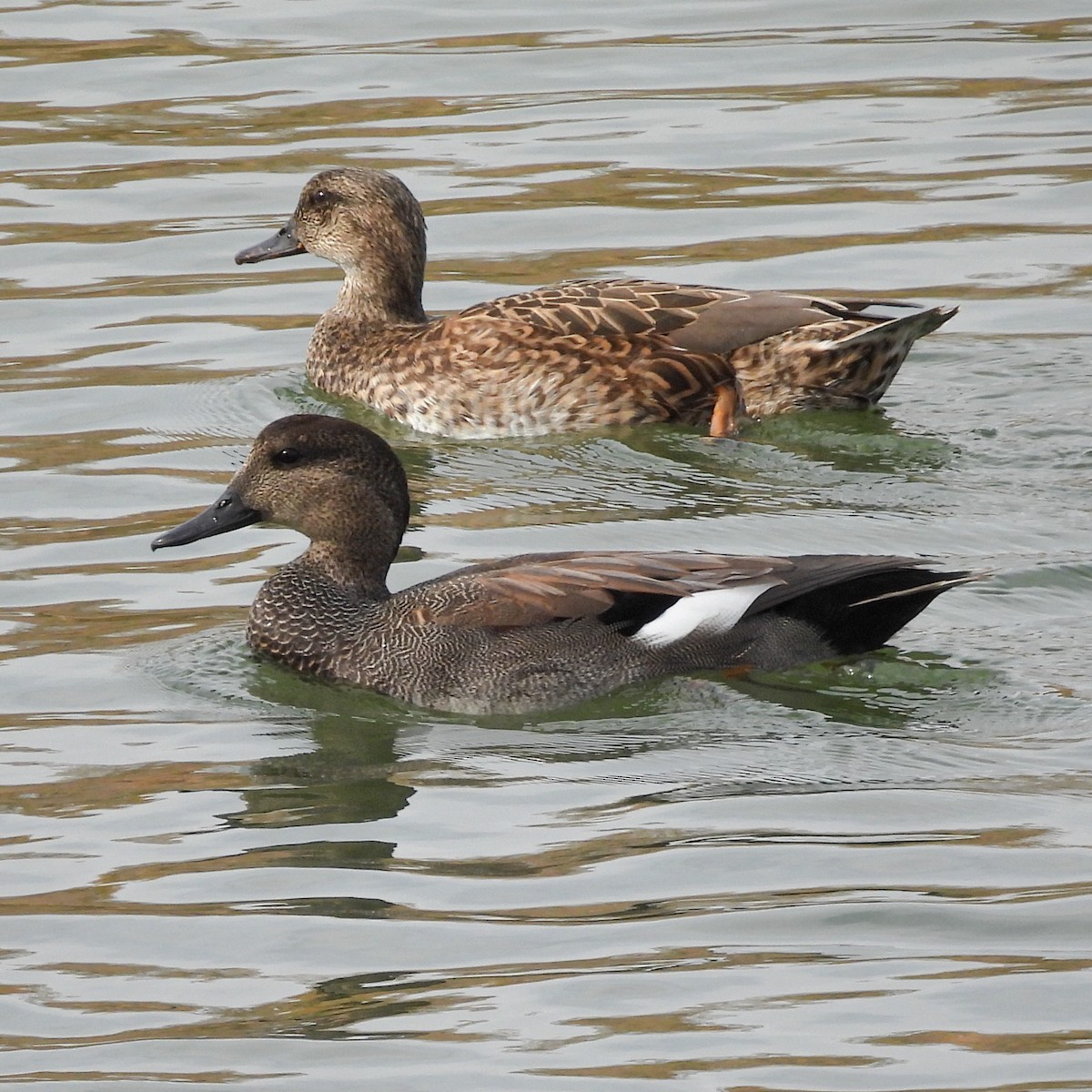 赤膀鴨 - ML644765187