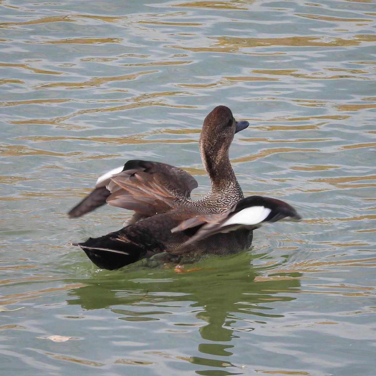 赤膀鴨 - ML644765188