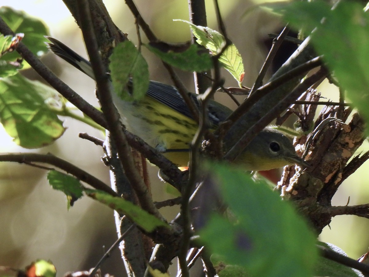 Magnolia Warbler - ML644765193