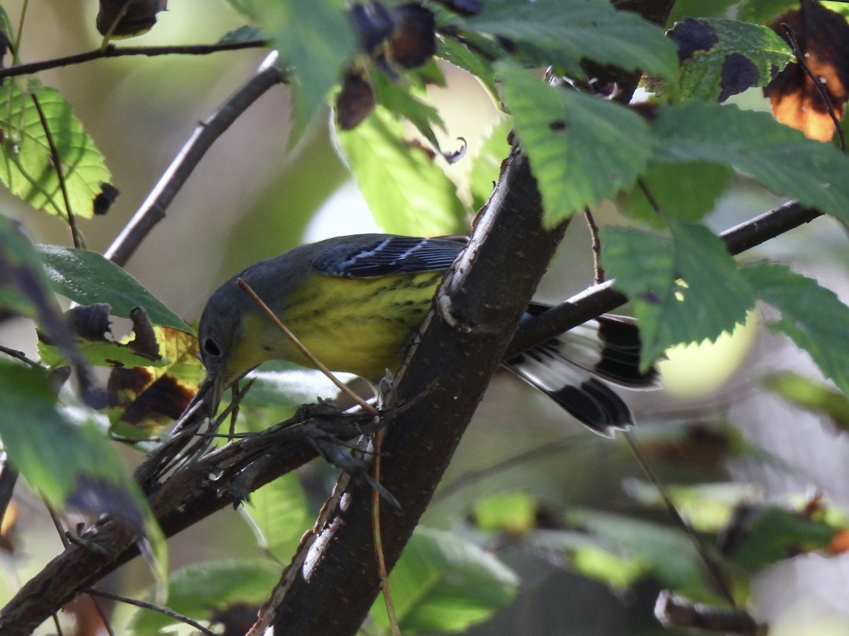 Magnolia Warbler - ML644765195