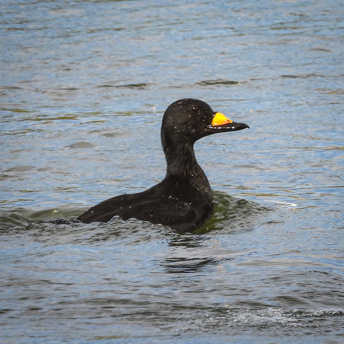 Black Scoter - ML644765196