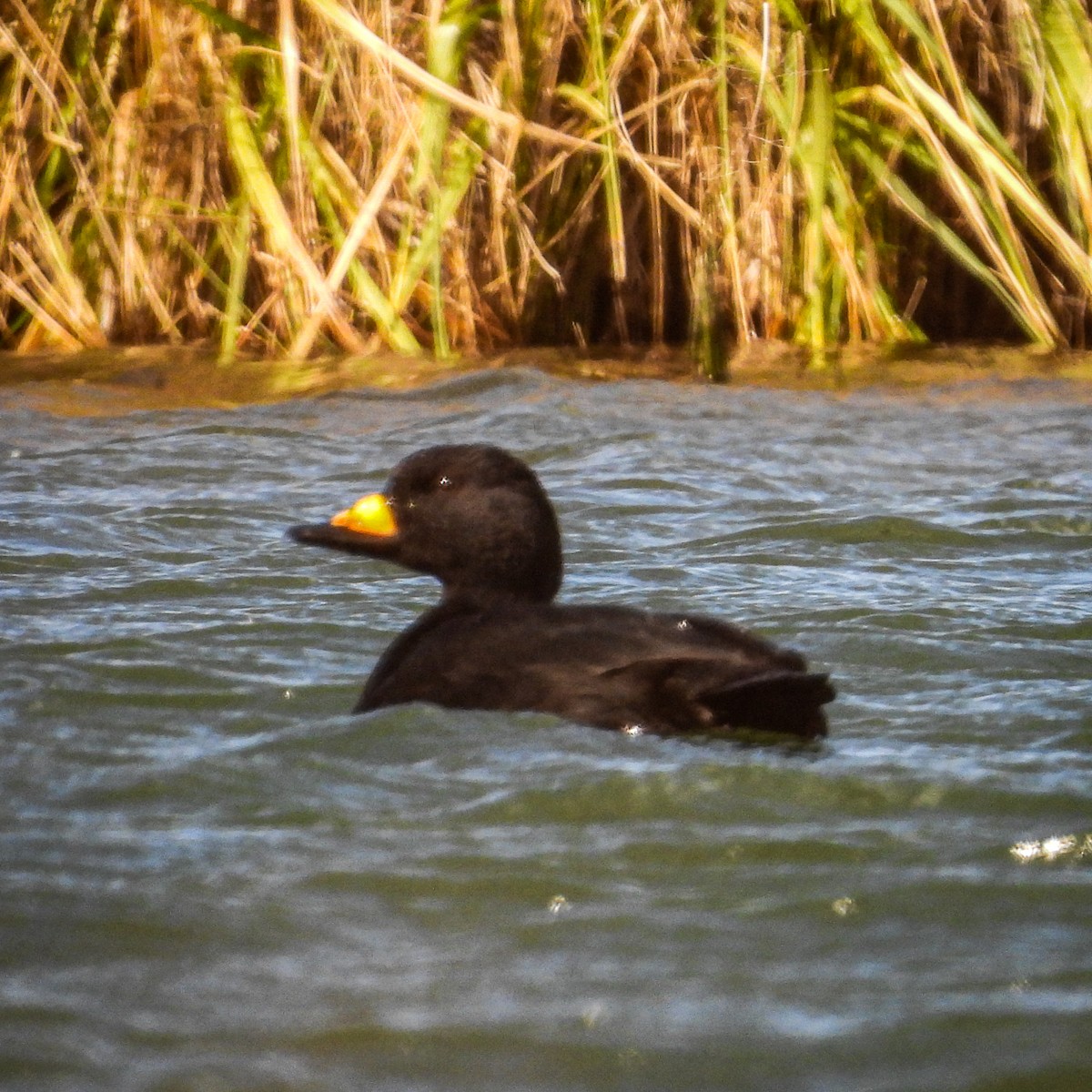 Black Scoter - ML644765197