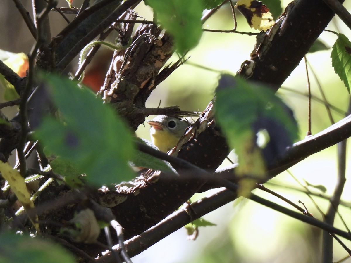 Magnolia Warbler - ML644765202