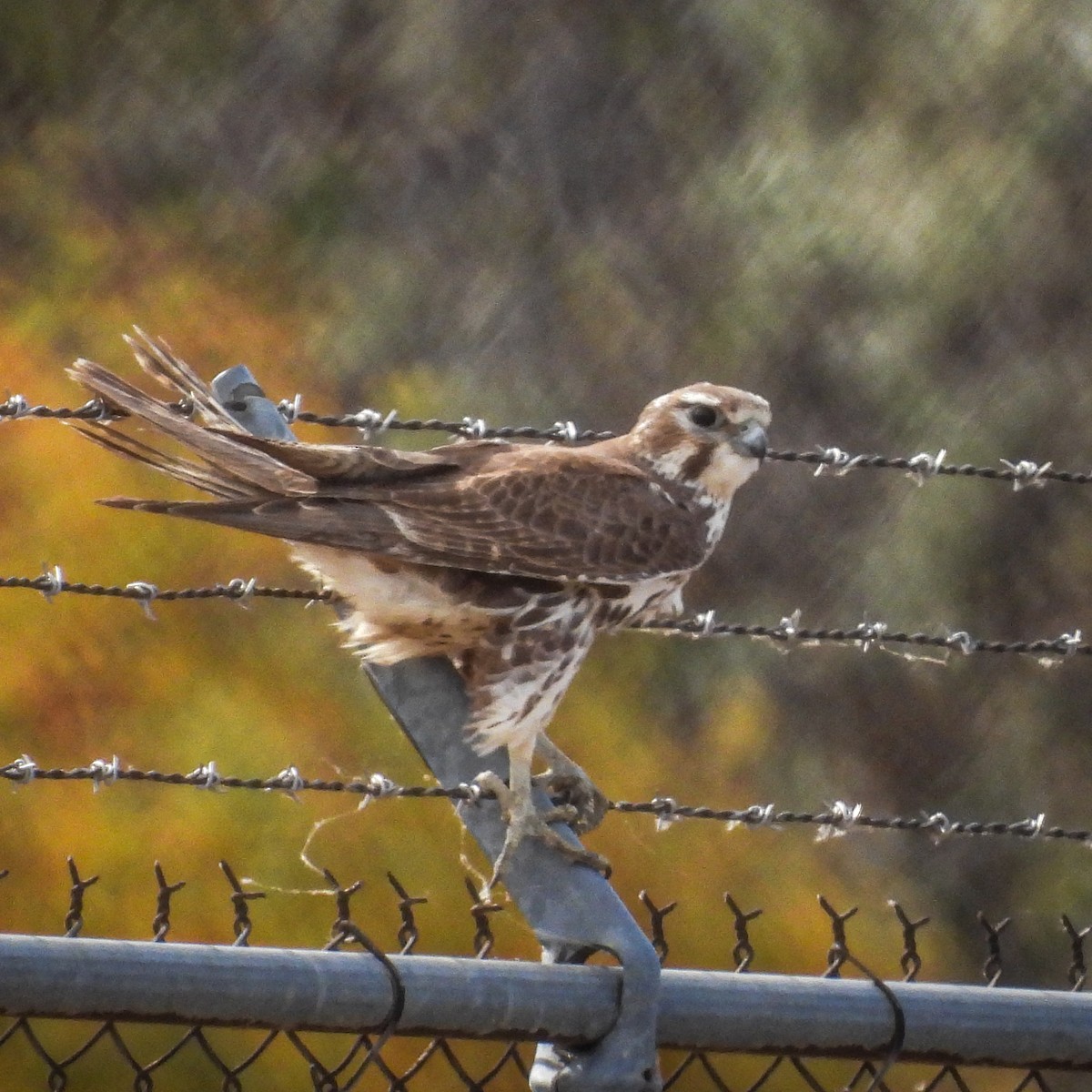 Prairie Falcon - ML644765206