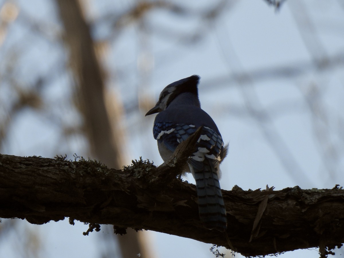 Blue Jay - ML644765207