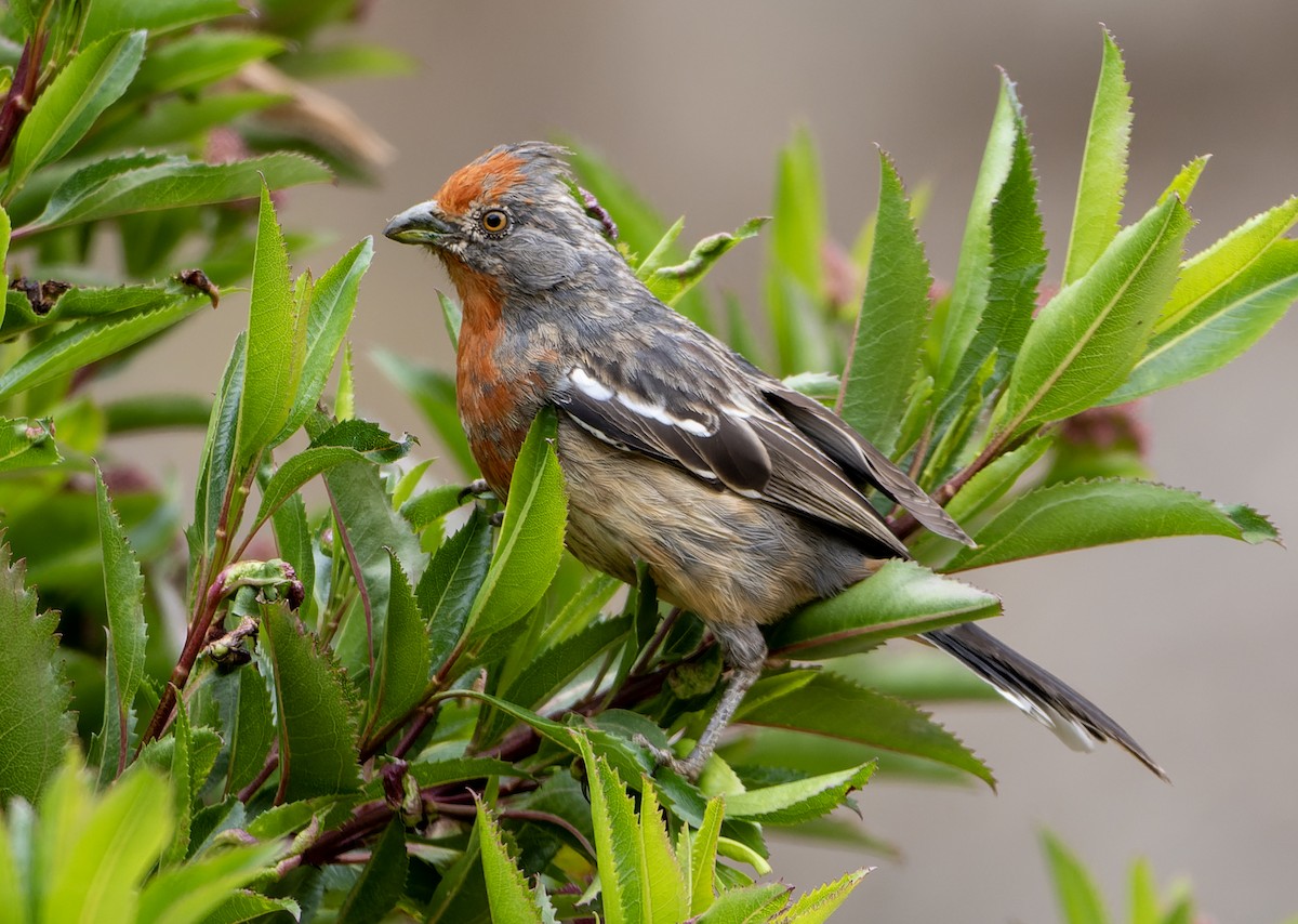 White-tipped Plantcutter - ML644765212