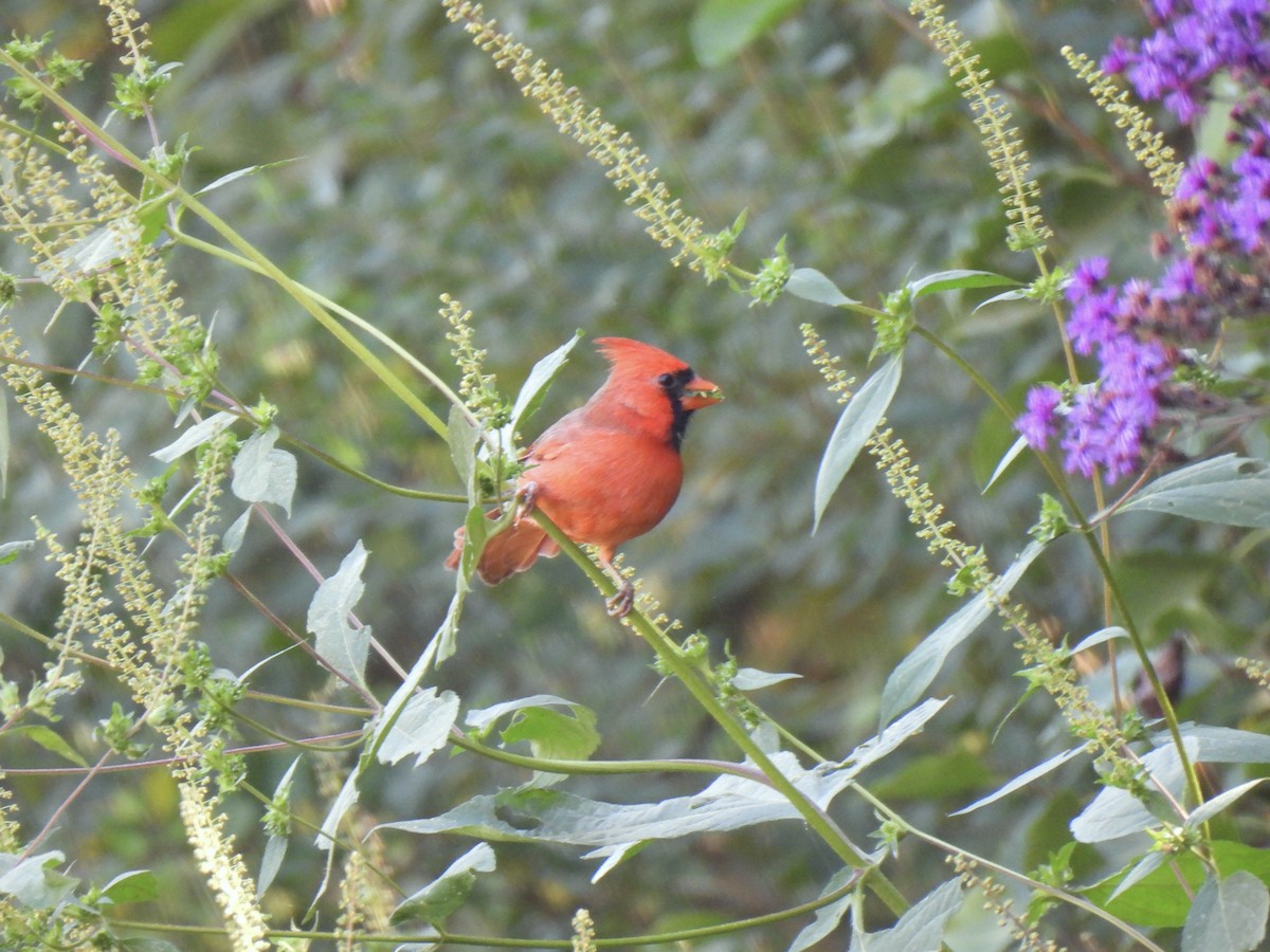 Northern Cardinal - ML644765220