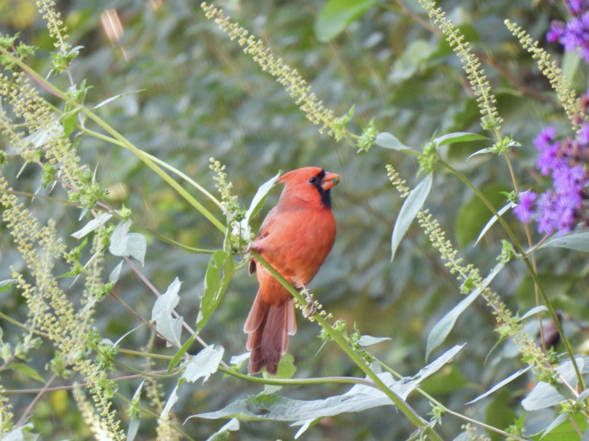 Northern Cardinal - ML644765221