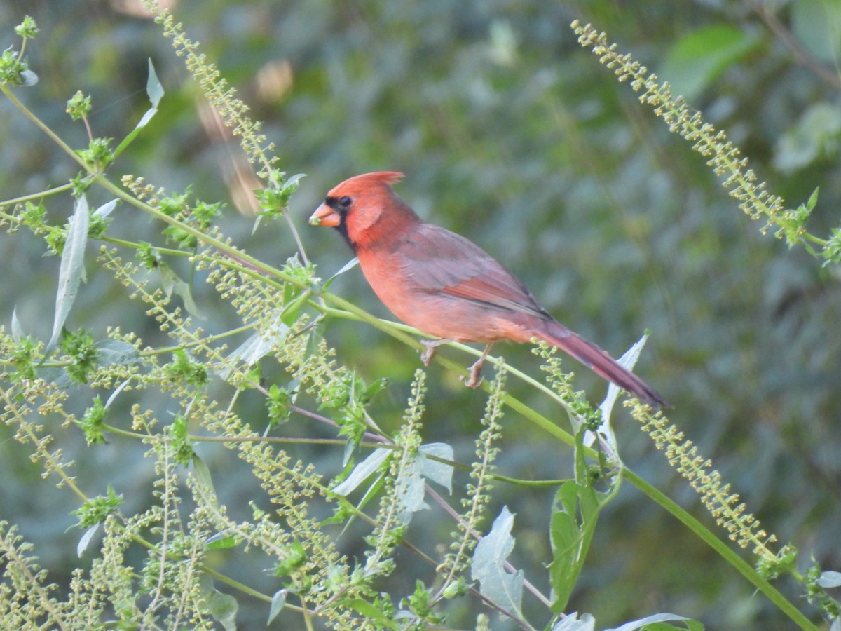 Kırmızı Kardinal - ML644765227
