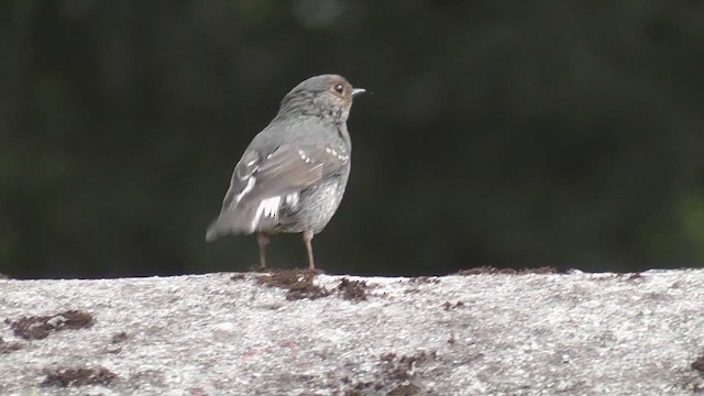 Plumbeous Redstart - ML644765235