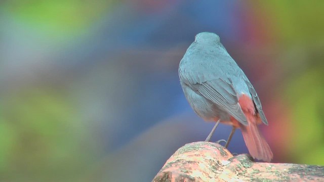 Plumbeous Redstart - ML644765236
