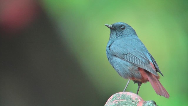 Plumbeous Redstart - ML644765237