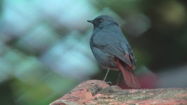 Plumbeous Redstart - ML644765239