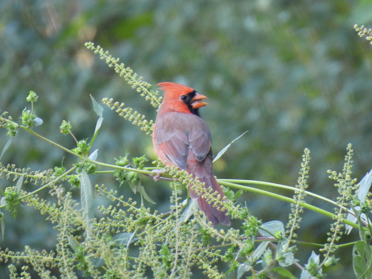 Kırmızı Kardinal - ML644765240