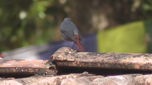 Plumbeous Redstart - ML644765241