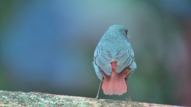 Plumbeous Redstart - ML644765242