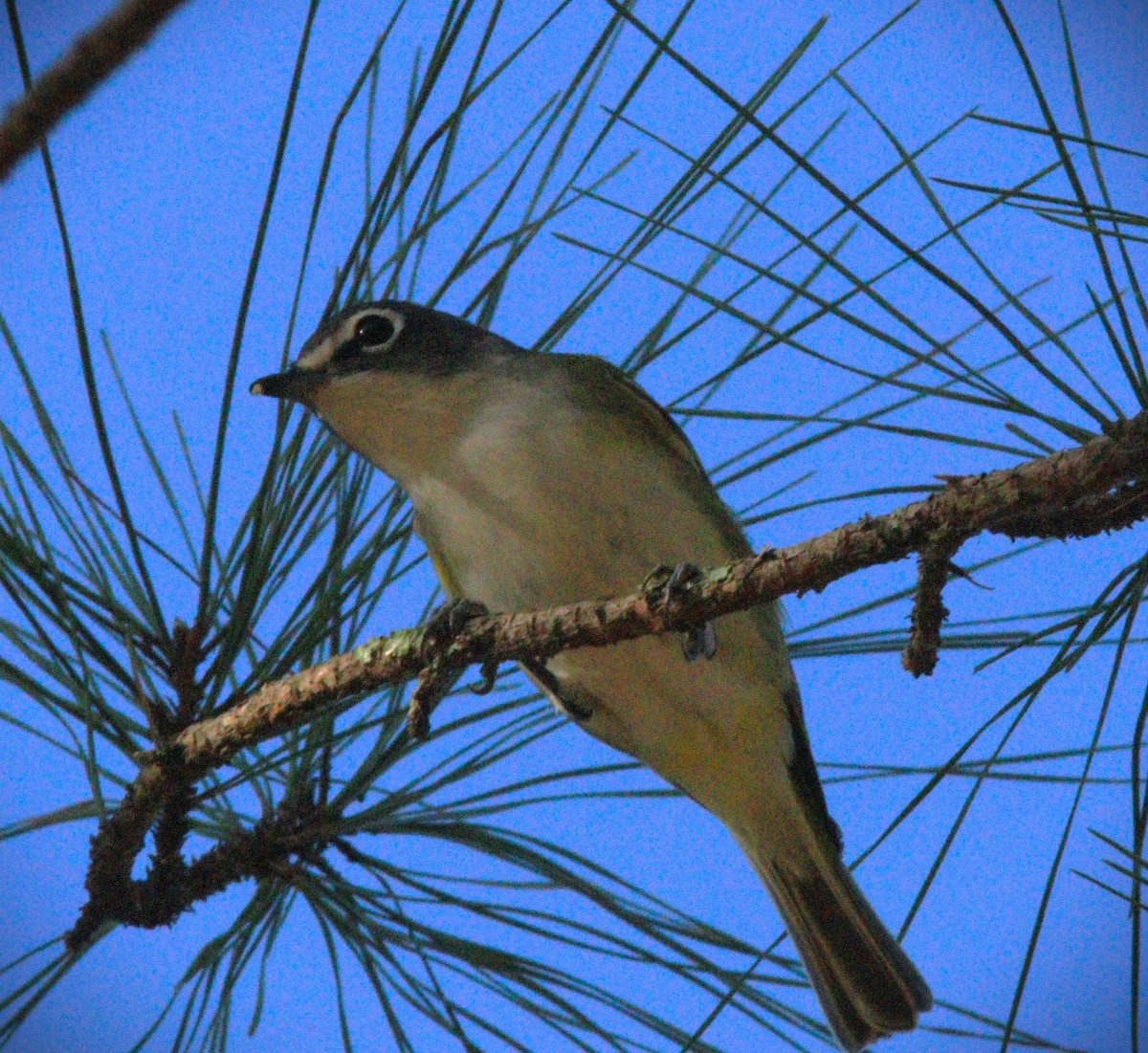 Blue-headed Vireo - ML644765271