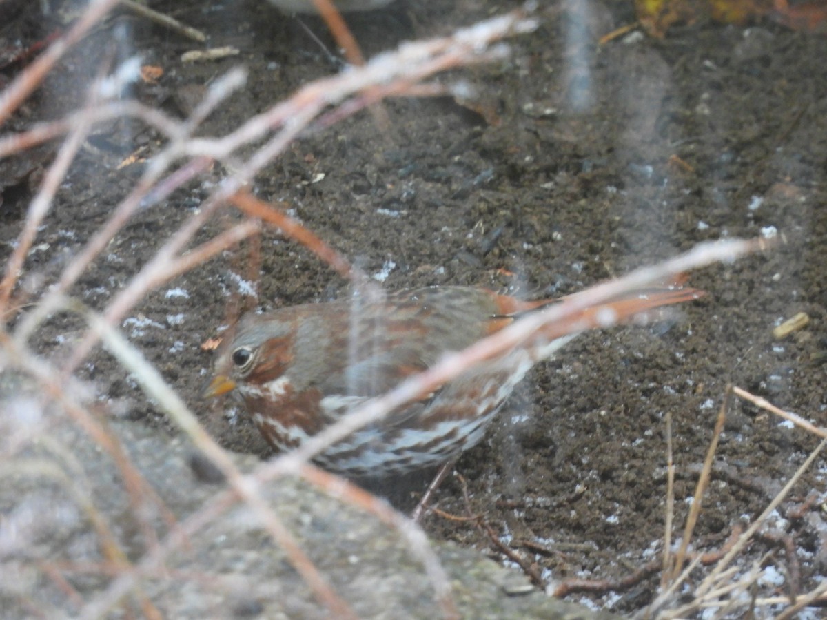 Fox Sparrow - ML644765272