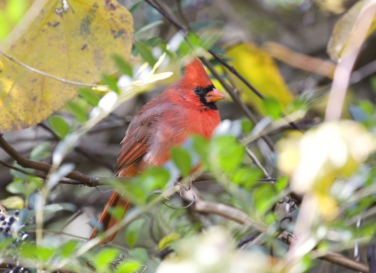 Kırmızı Kardinal - ML644765294