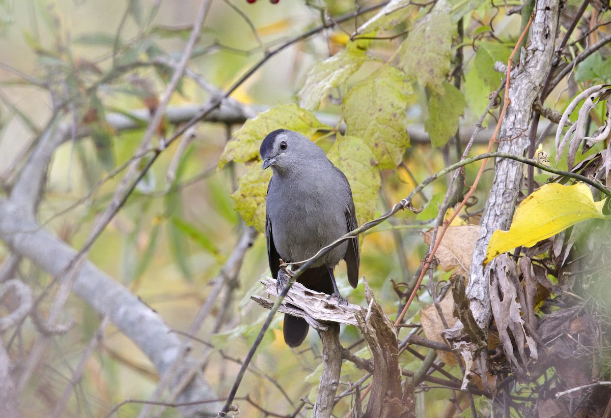 Gray Catbird - ML644765305