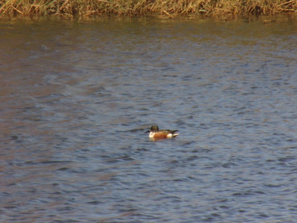 Canard souchet - ML644765314