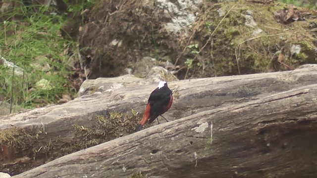 White-capped Redstart - ML644765318