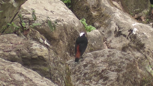 White-capped Redstart - ML644765319