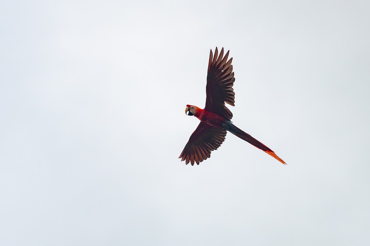 Scarlet Macaw - ML644765320