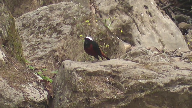 White-capped Redstart - ML644765321