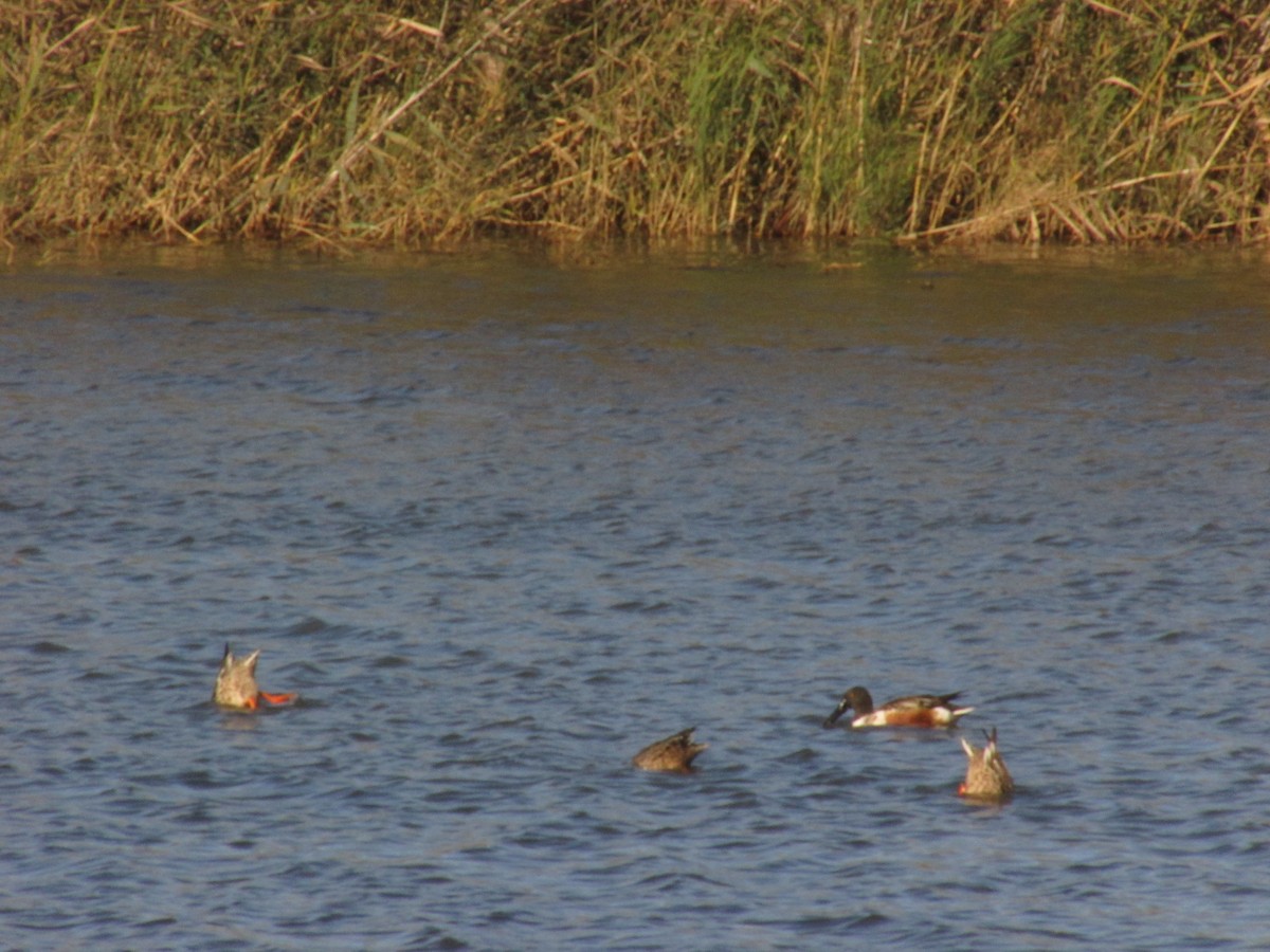 Canard souchet - ML644765322