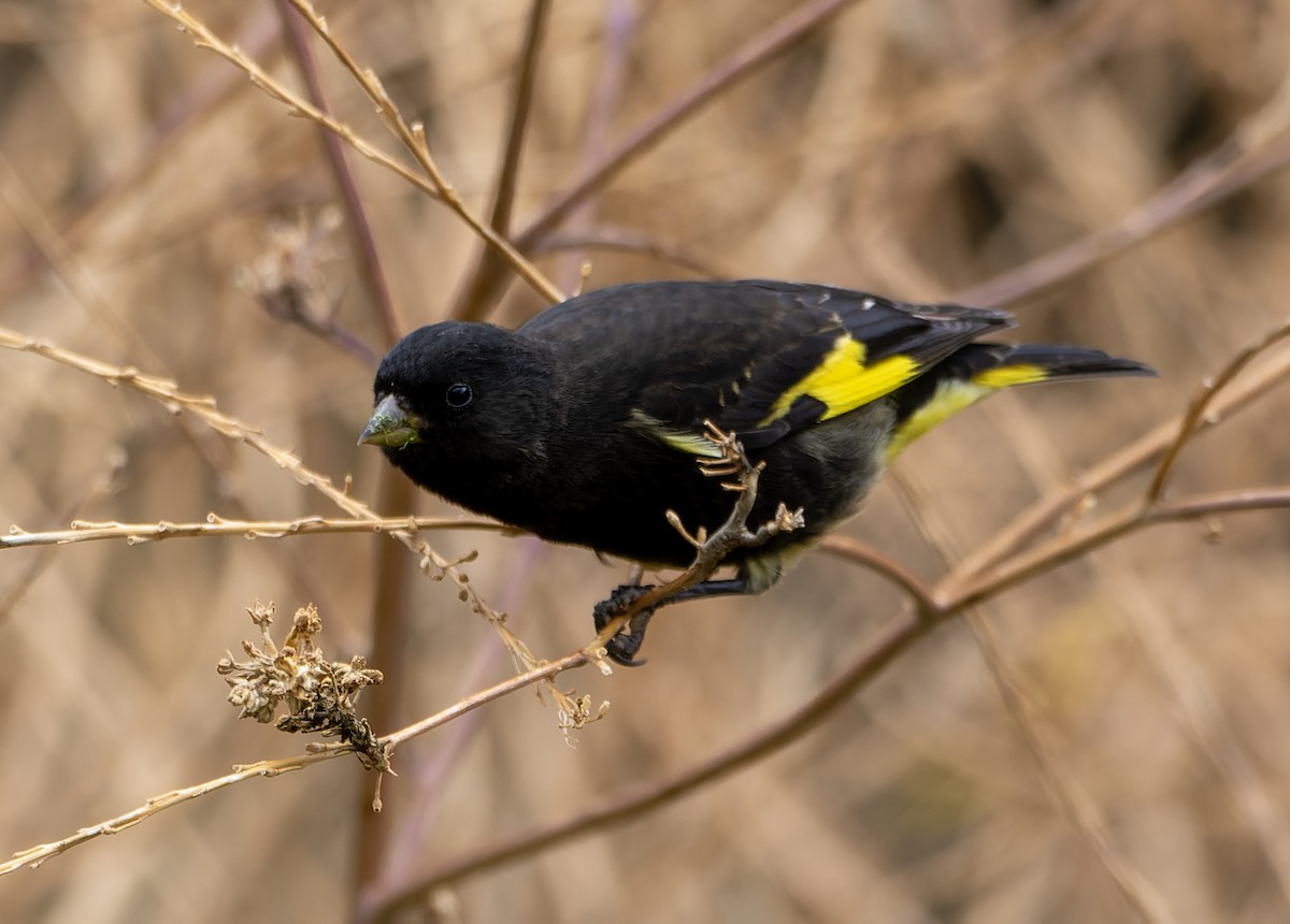 Black Siskin - ML644765325