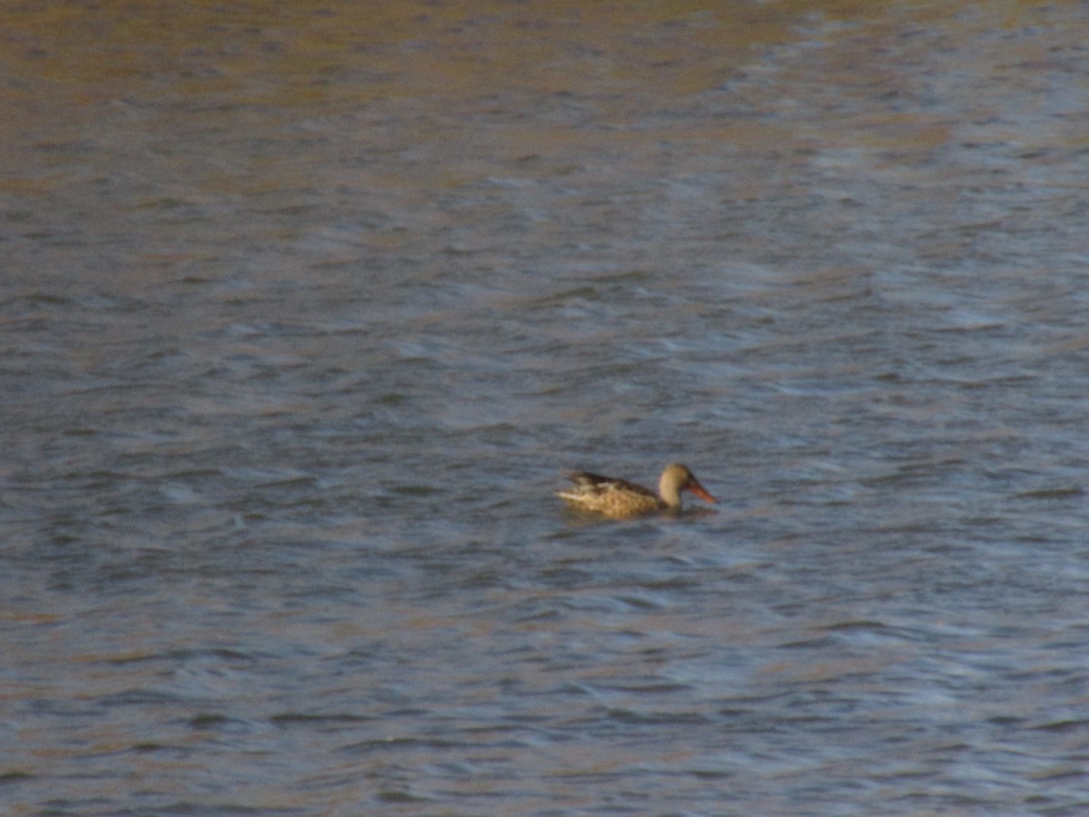 Canard souchet - ML644765327