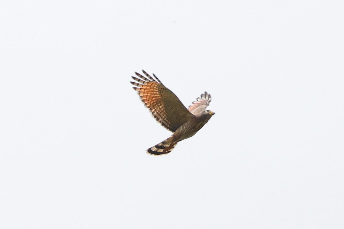 káně krahujová - ML644765328