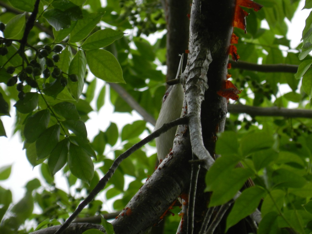Great Lizard-Cuckoo - ML644765338