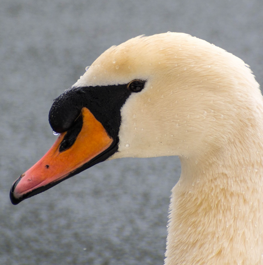 labuť velká - ML644765344