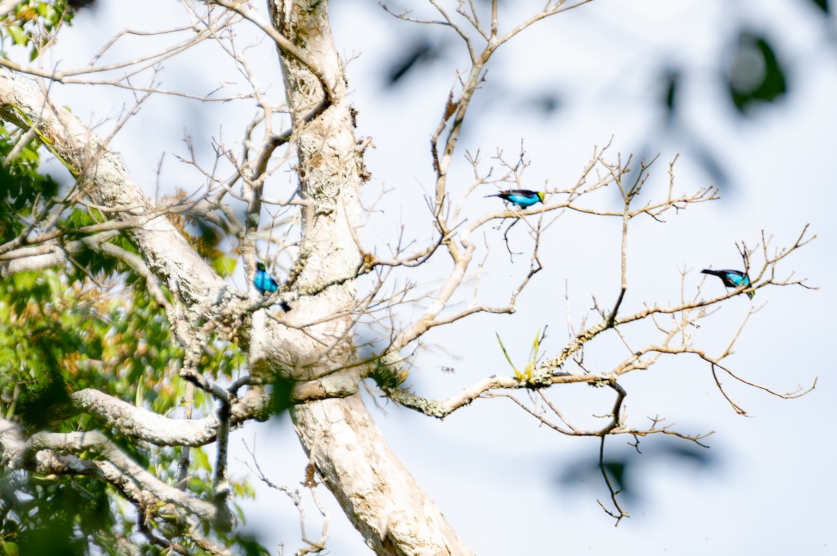 Paradise Tanager - ML644765346