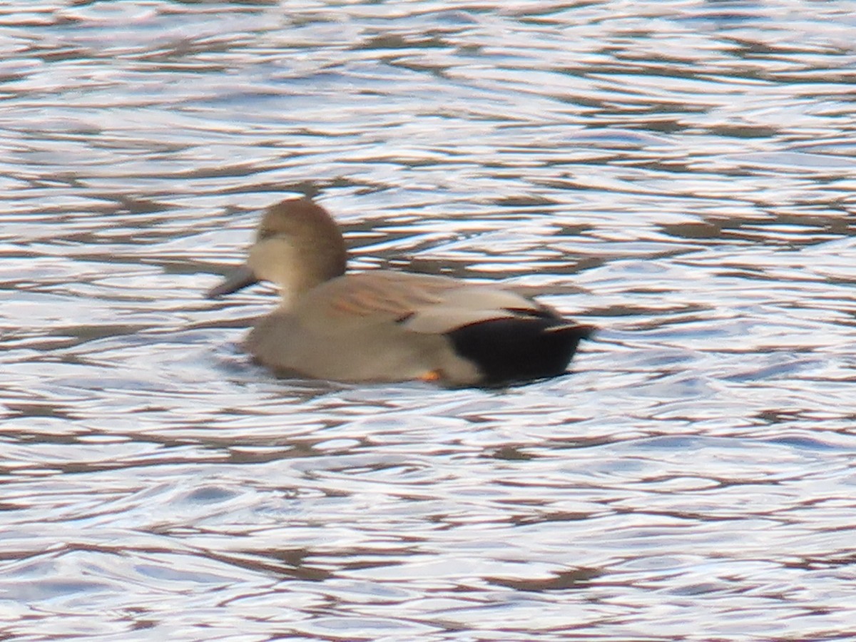 Gadwall - ML644765369