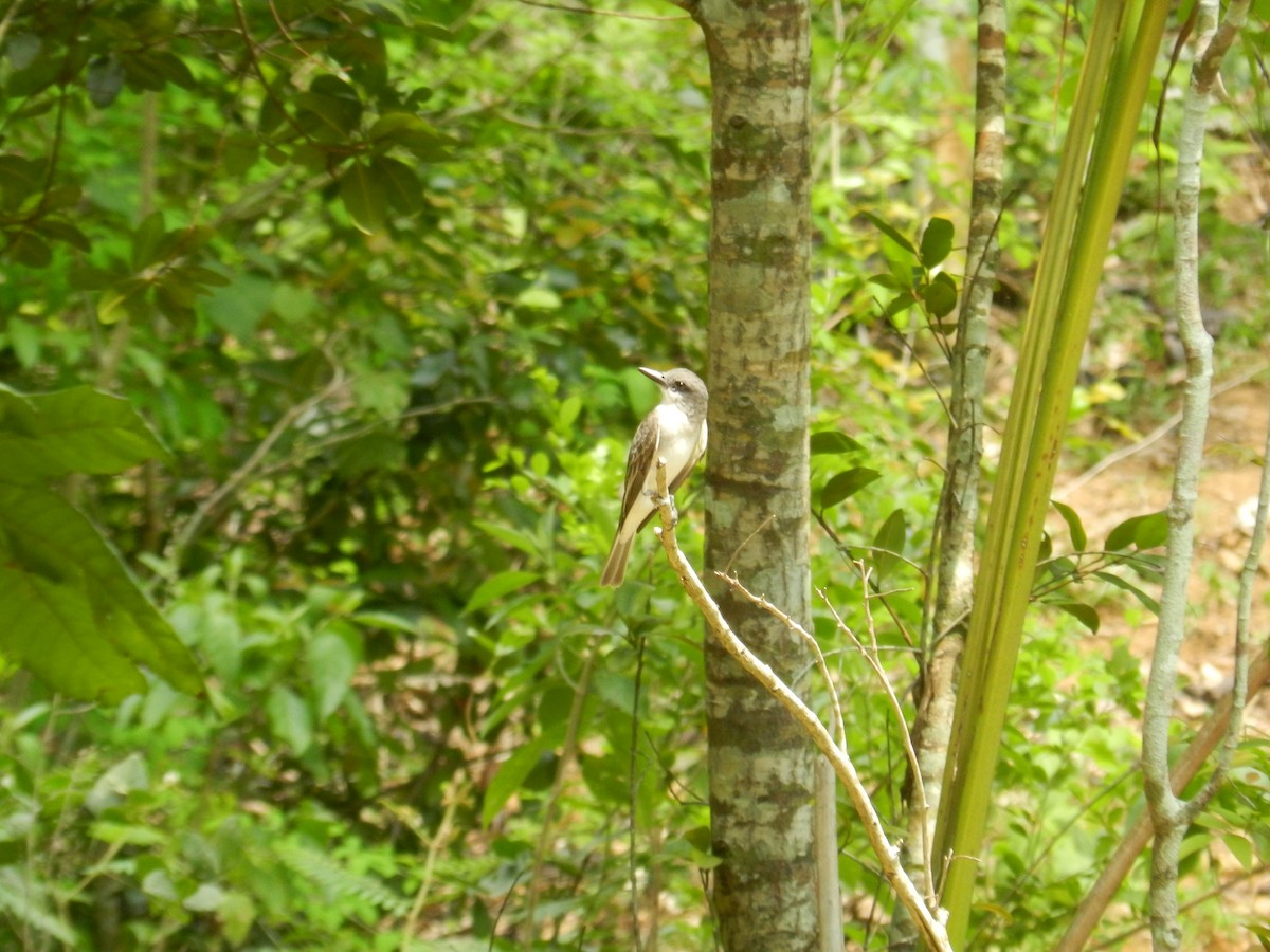 Gray Kingbird - ML644765377