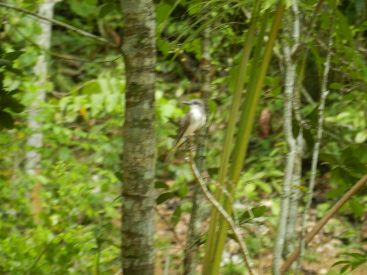 Gray Kingbird - ML644765379