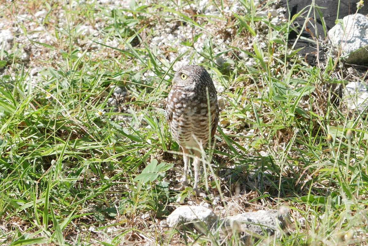 Burrowing Owl - ML644765402
