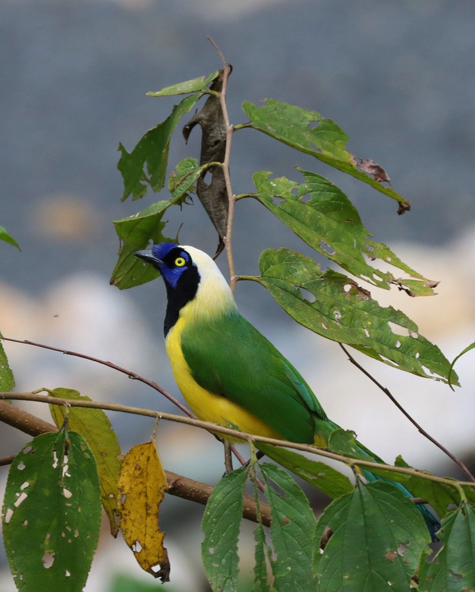 Geai vert - ML644765415