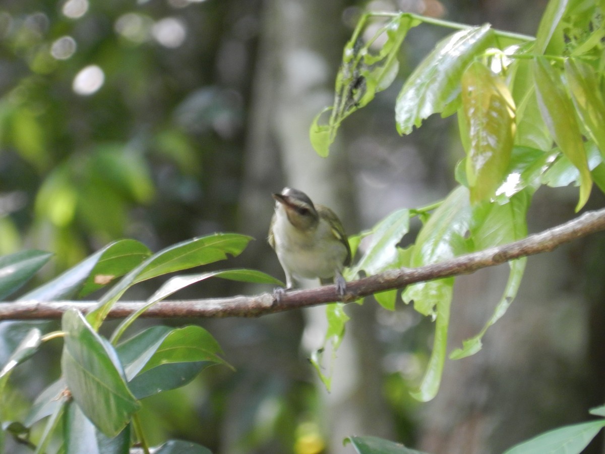 Black-whiskered Vireo - ML644765440