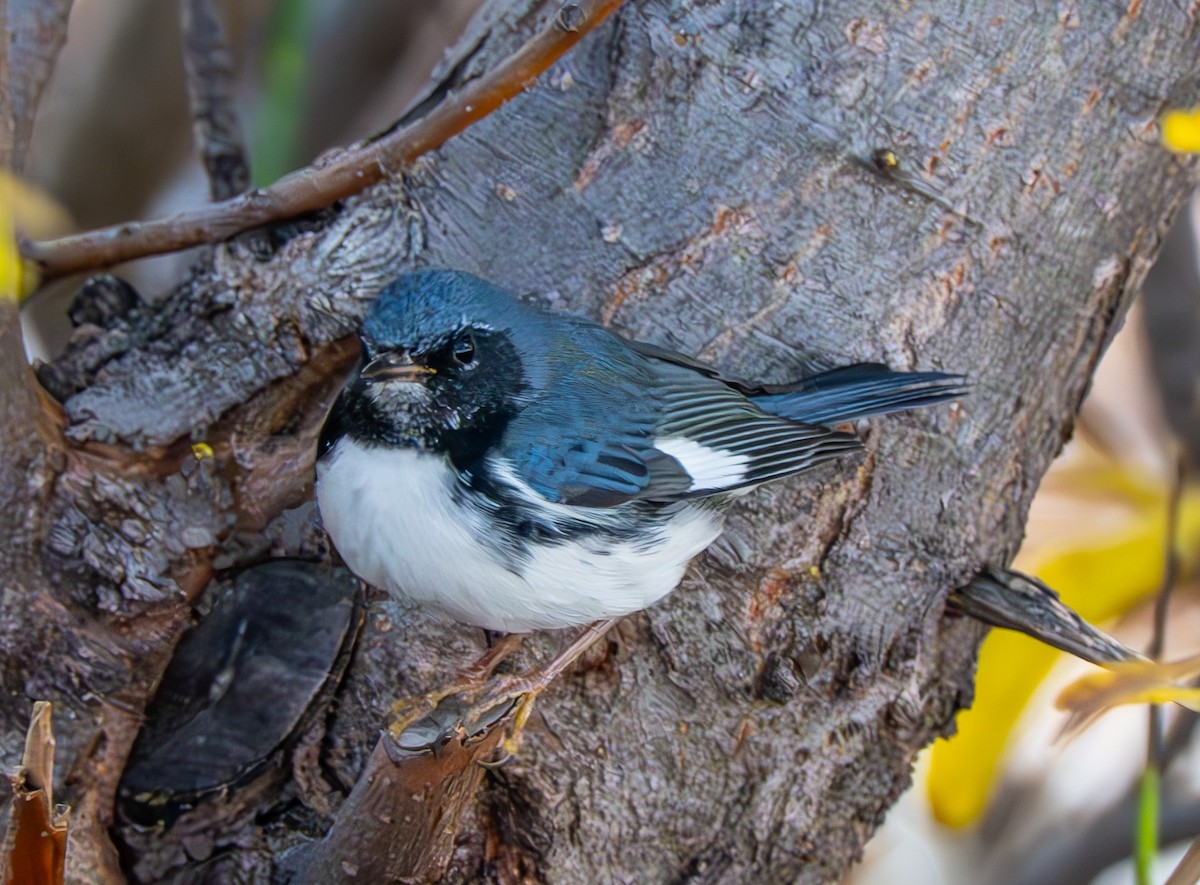 Black-throated Blue Warbler - ML644765463