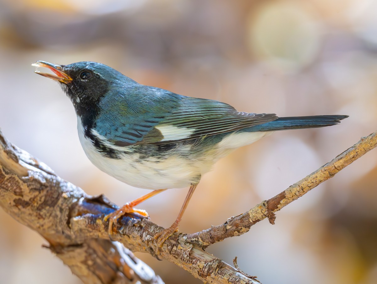 Black-throated Blue Warbler - ML644765464