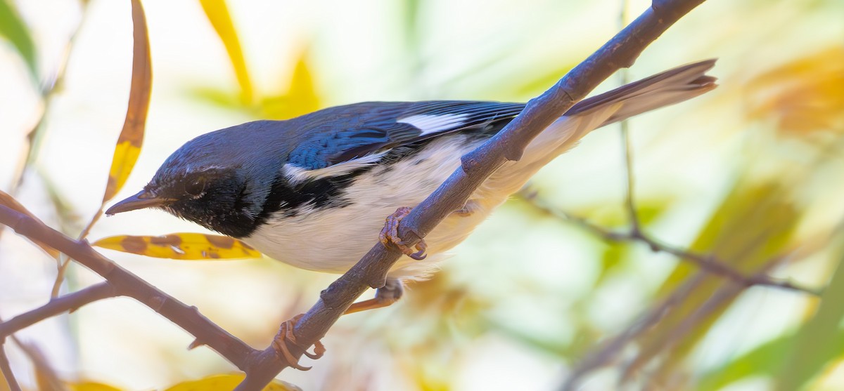 Black-throated Blue Warbler - ML644765465