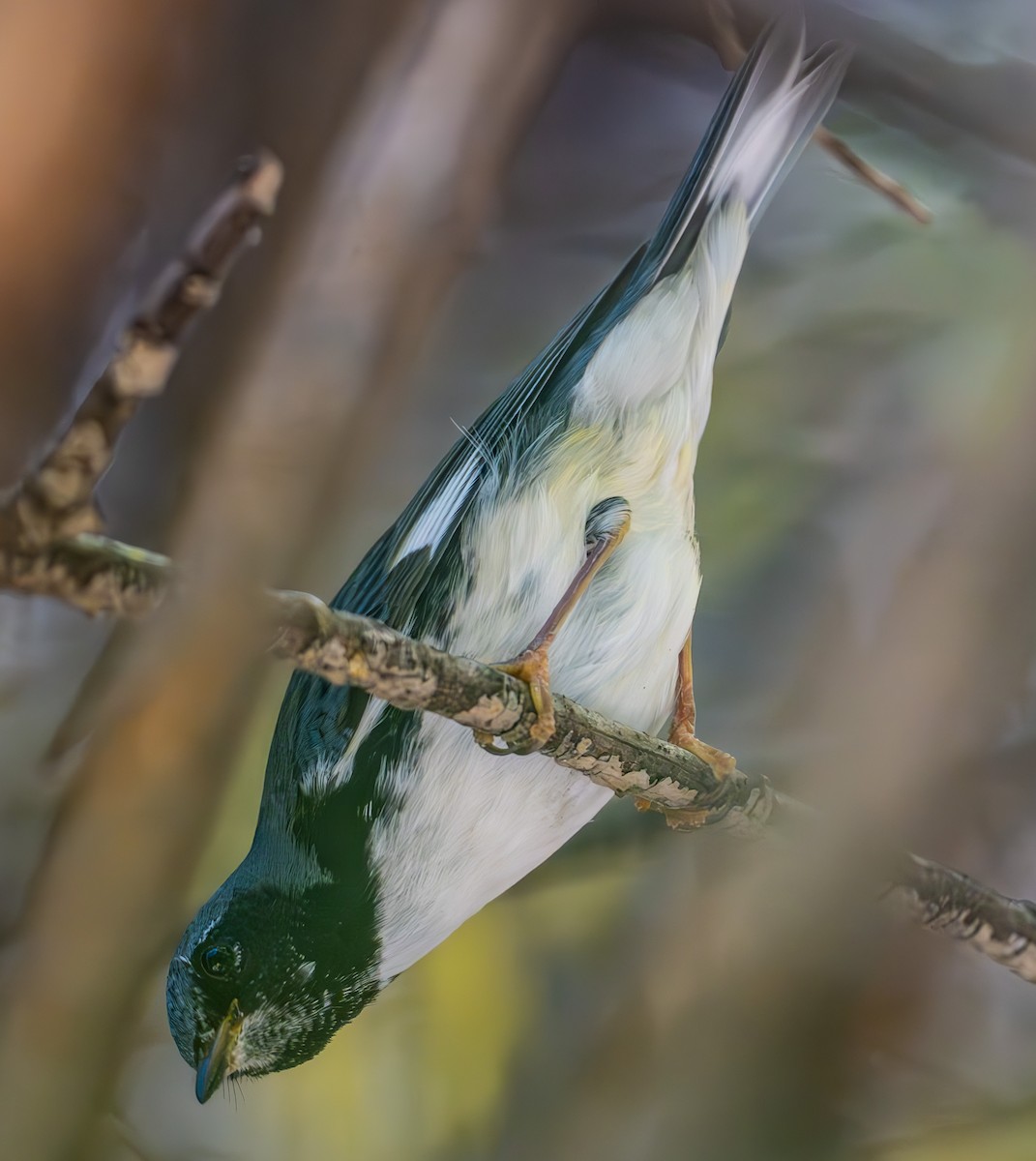 Black-throated Blue Warbler - ML644765466